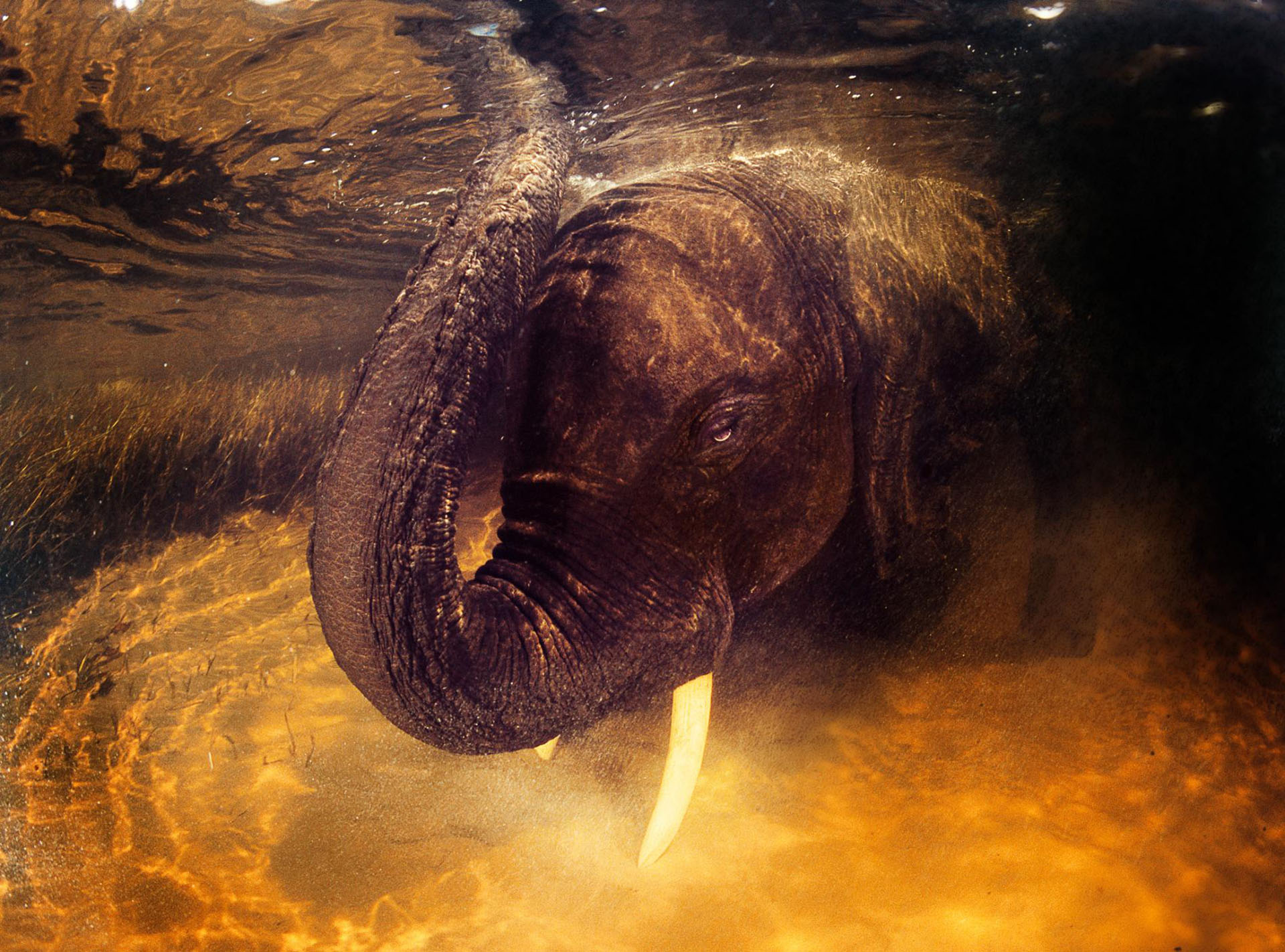 Una visión subacuática de un elefante africano en un pozo de agua