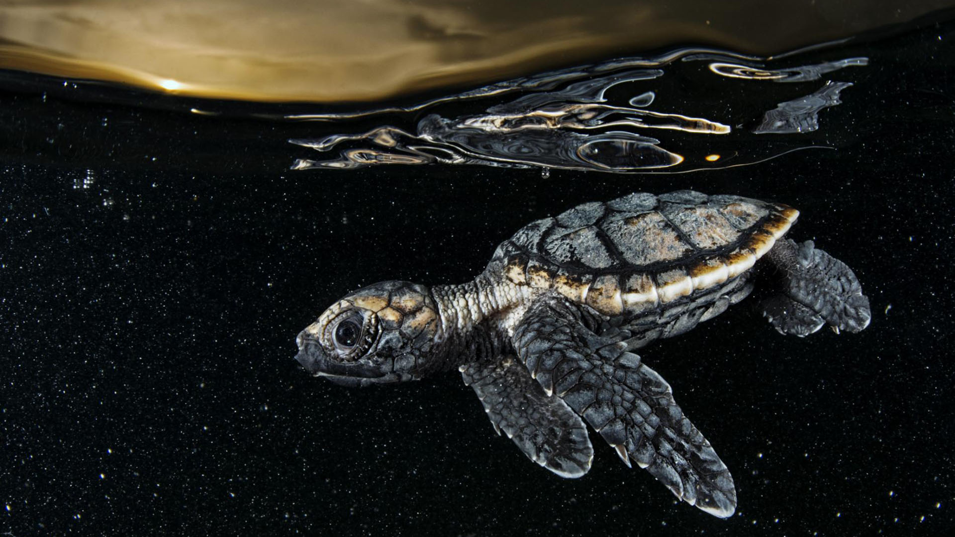 Cría de tortuga carey en peligro crítico de extinción