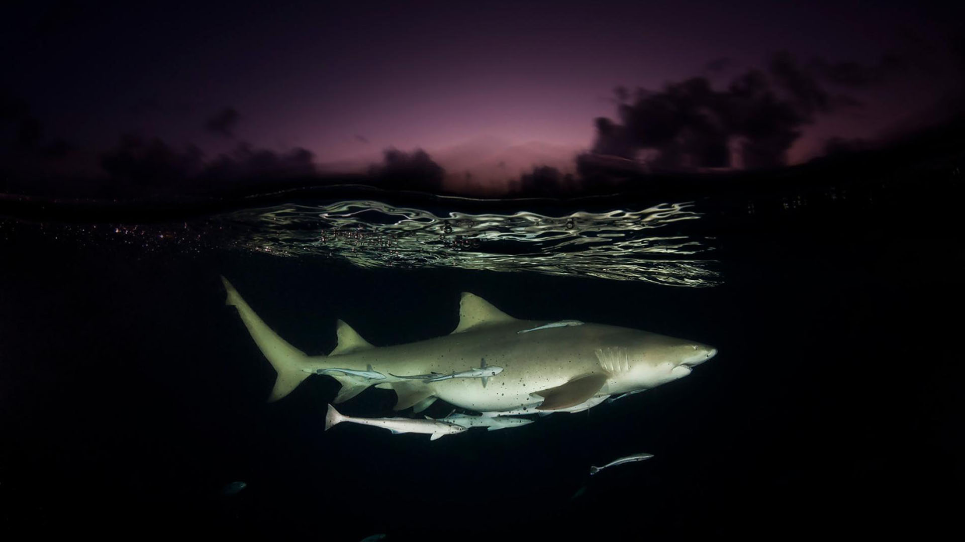 Para Doubilet, la interacción entre la luz y el agua no es algo para dejar librado al azar. Santuario de tiburones, Bahamas