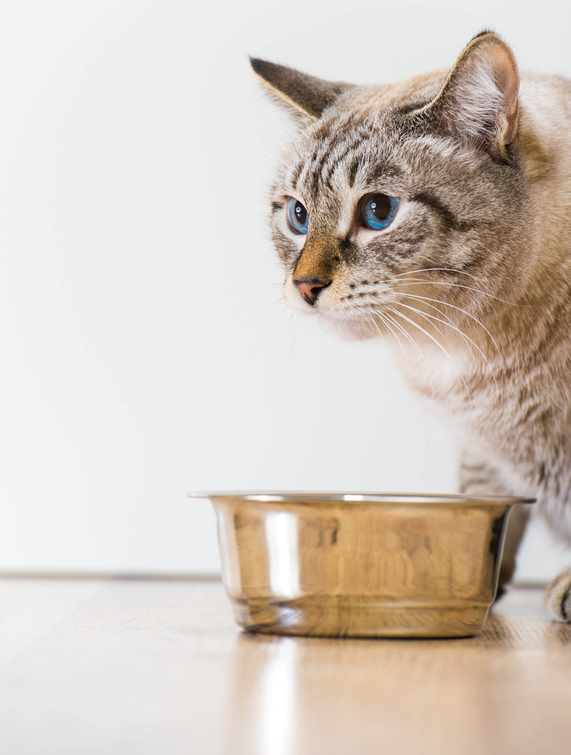 A diferencia de los gatos, los perros debe tener reguladas las porciones diarias ya que no tiene control de ingesta (iStock)