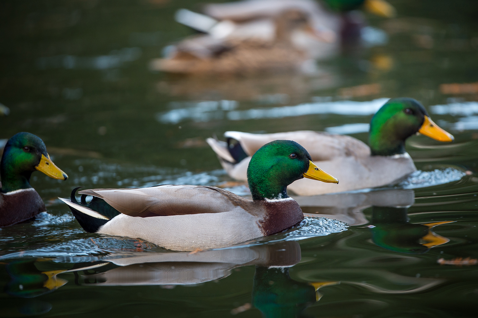 Dos patos machos nadan en Vouvray, Francia