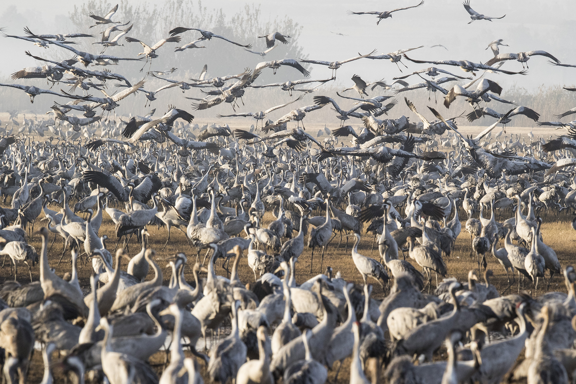 Más de medio billón de aves de unas 400 especies diferentes pasan por el valle del Jordán hacia África y vuelven a Europa durante el año. Alrededor de 42.500 grullas grises permanecieron este invierno en el lago Agamon Hula en lugar de migrar a África, aprovechando la seguridad de esta fuente de agua artificial