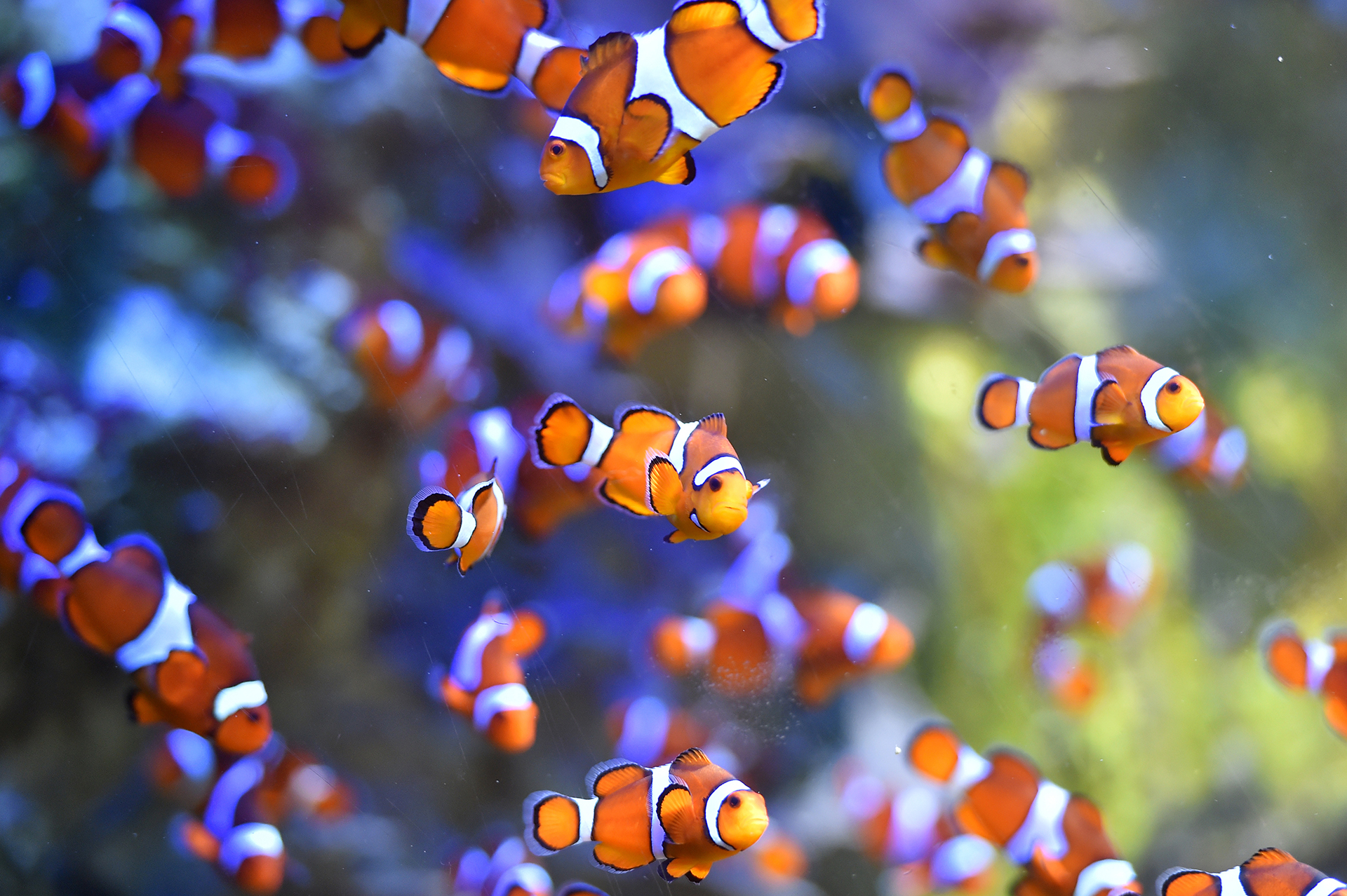 Coloiridos peces nadan en el Ocearium en Le Croisic, Francia