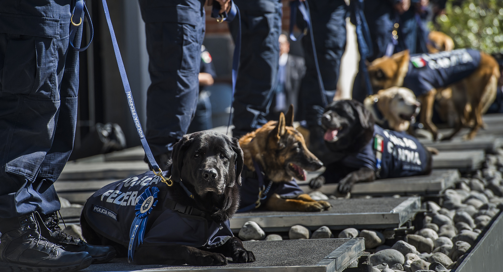 Tito y otros cinco perros policiales se encuentran a los pies de sus entrenadores, oficiales de la policía mexicana, durante una ceremonia del 7 de diciembre de 2016 en la Ciudad de México, donde nueve perros de policía fueron retirados después de ocho años de servicio