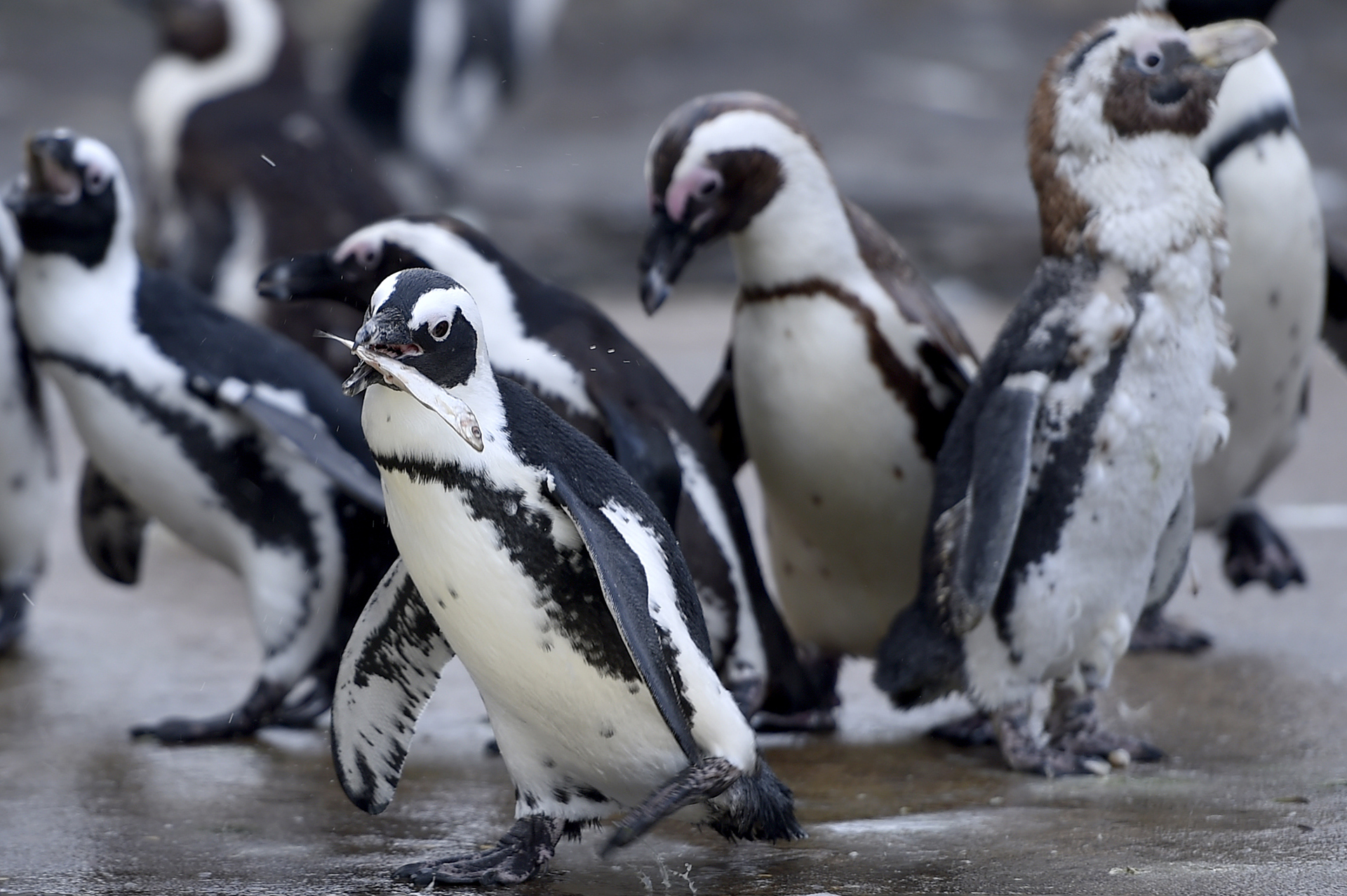 Los pingüinos africanos, también conocidos como pingüinos jackass y pingüinos de patas negras, pasean por su recinto en el Ocearium en Le Croisic, en el oeste de Francia