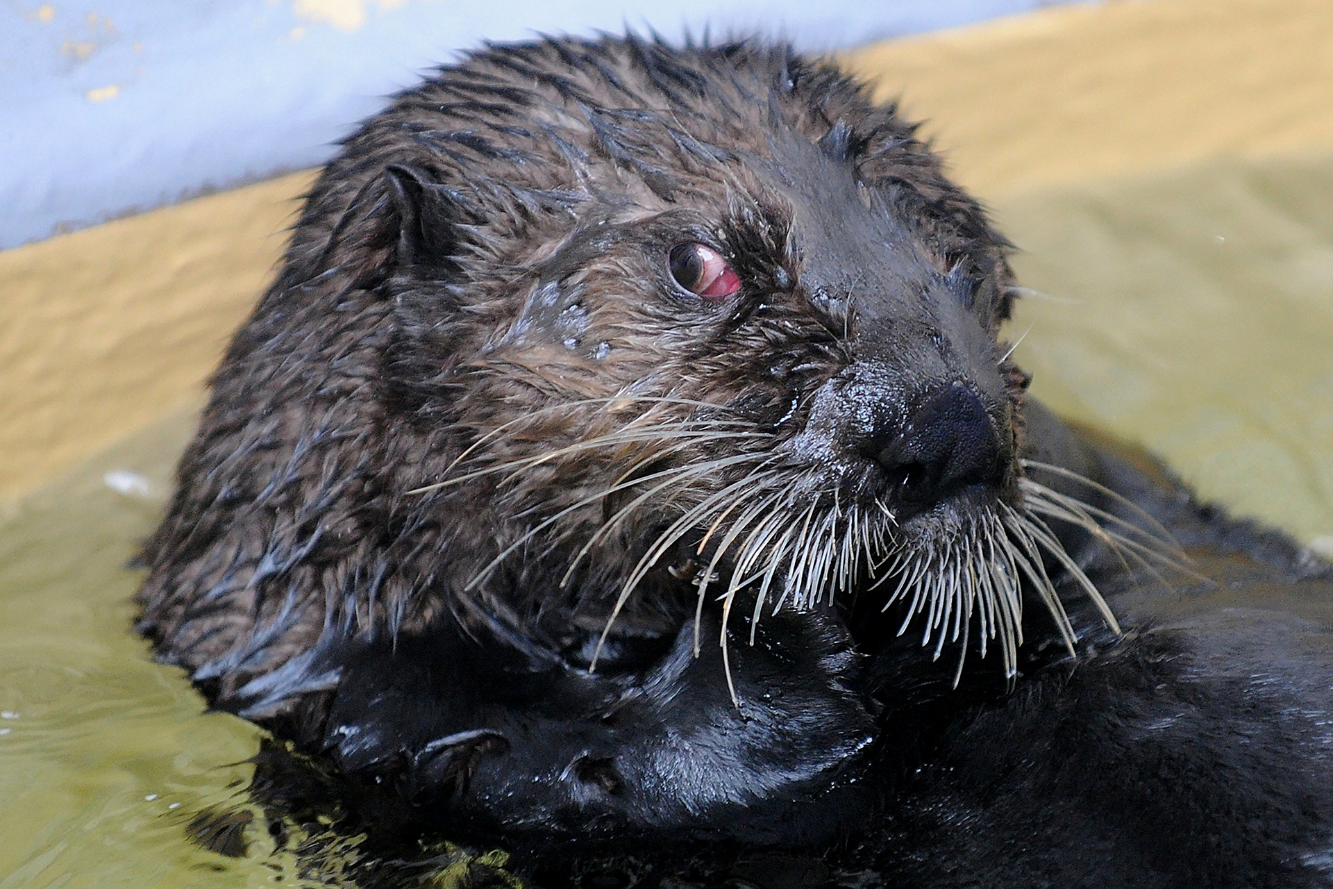 Esta imagen muestra una nutria de mar en el centro de Oceanopolis en Brest, Francia. Dos nutrias de mar llegaron al centro desde Alaska