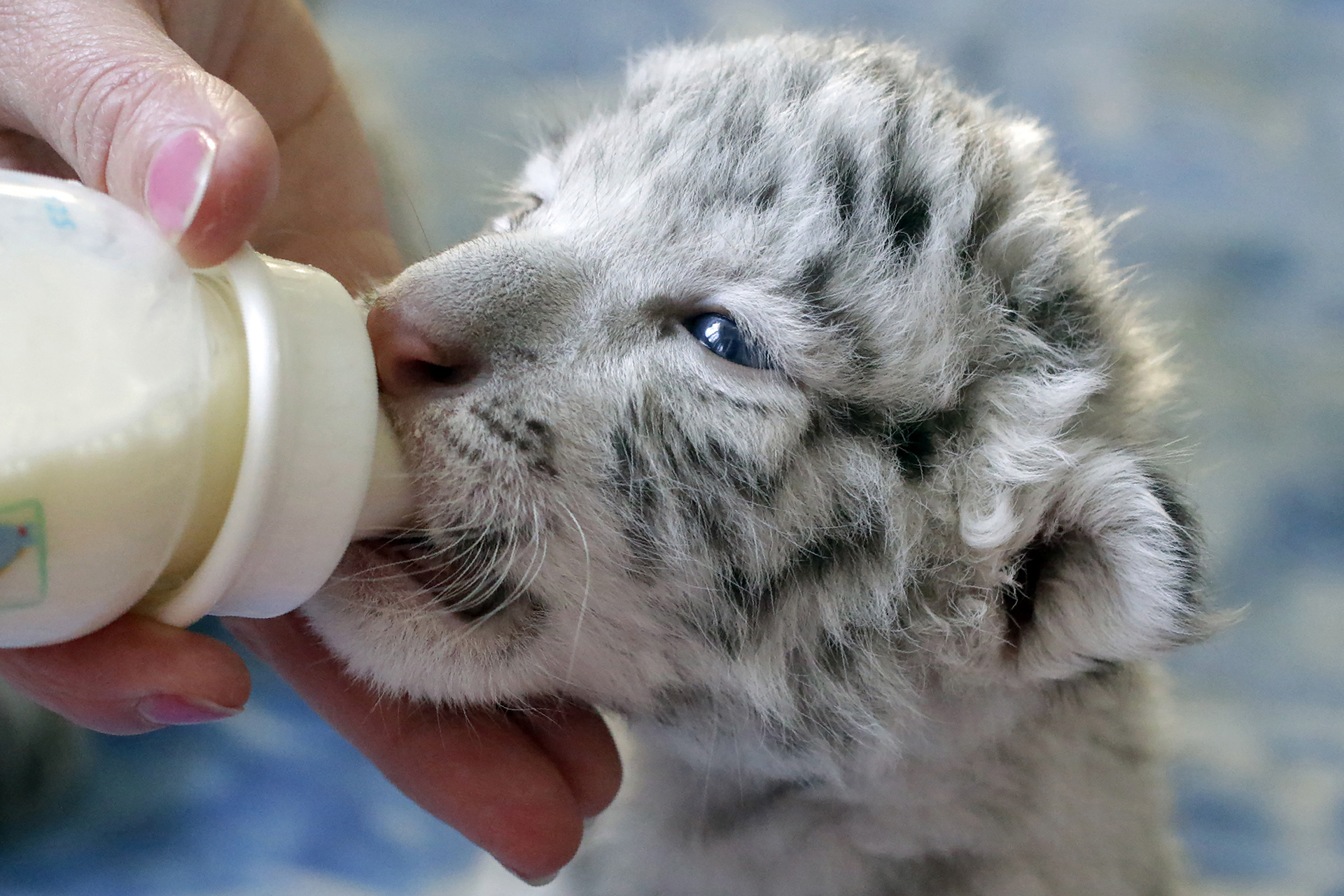 Un cuidador alimenta a un tigre de Bengala blanco de ocho dias en un zoológico privado en Yalta, Crimea