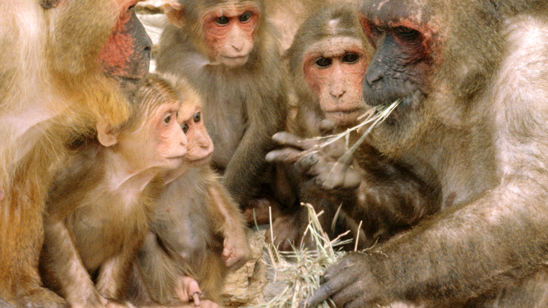 El macaco rabón tiene un báculo extremadamente largo en relación a su tamaño.