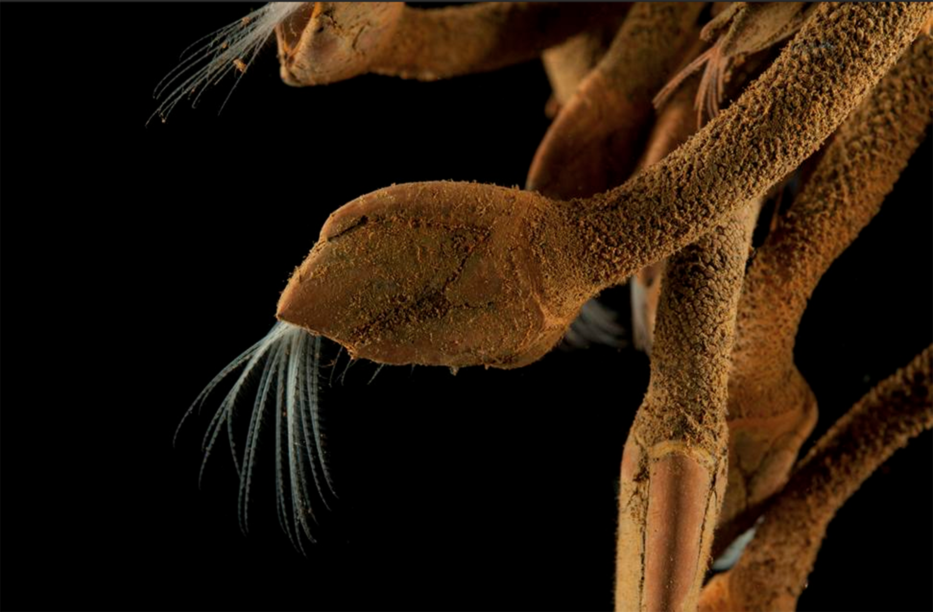 Un nuevo crustáceo, hallado al sur de Madagascar, en el océano Índico