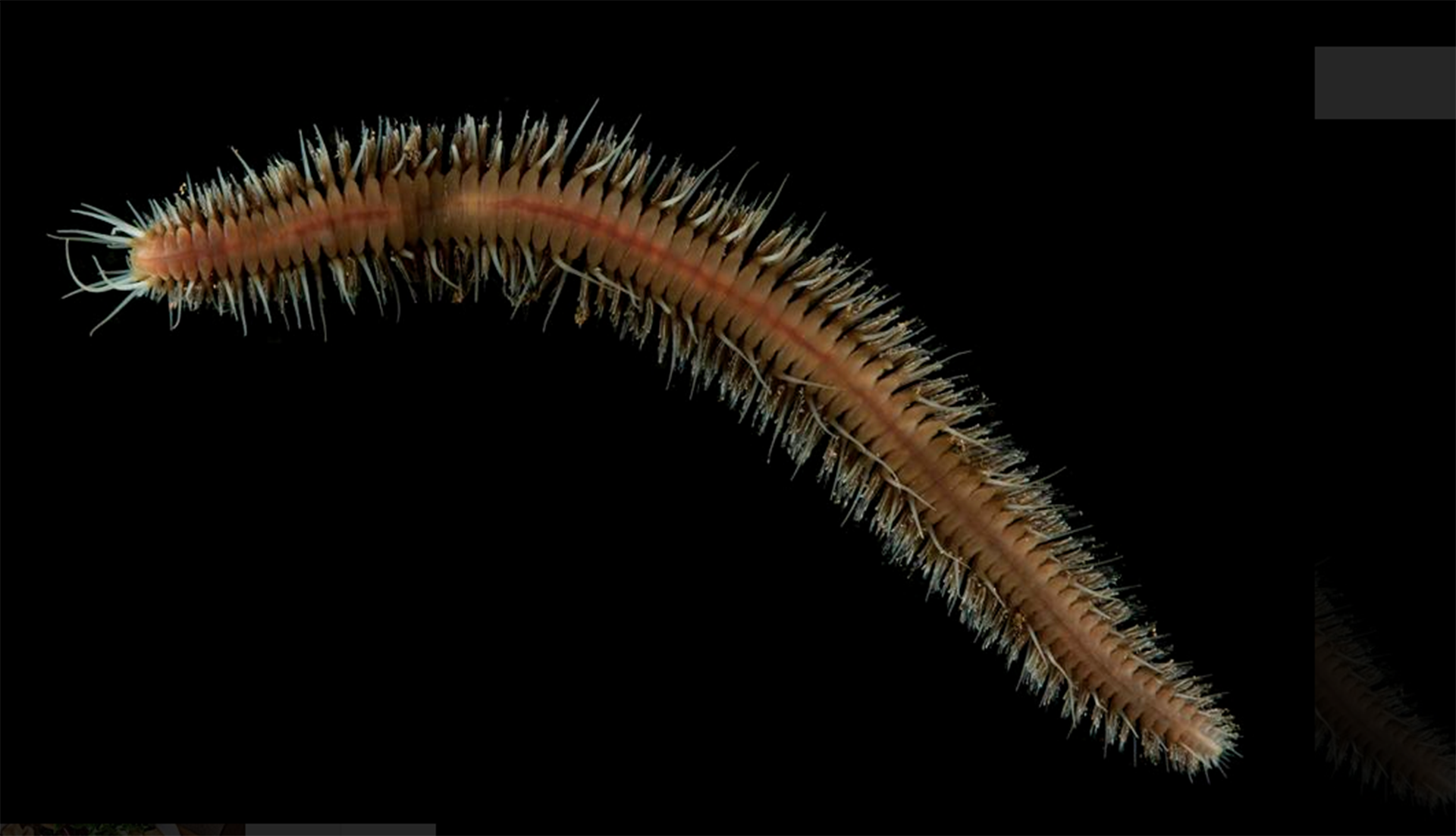 Una nueva especie de gusano también formó parte del descubrimiento que asombró a los investigadores