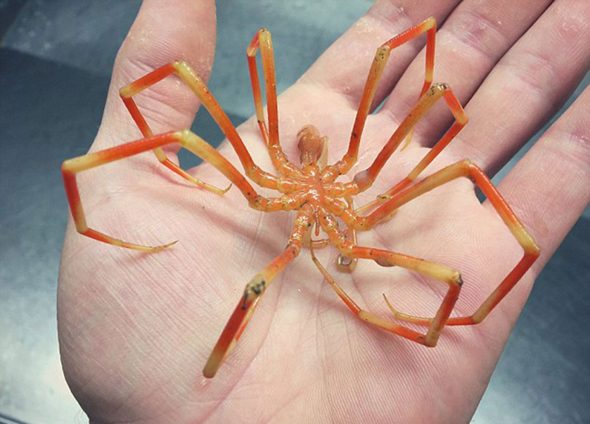 Un picnogónido o “araña de mar” fue otra de las capturas del pescador ruso