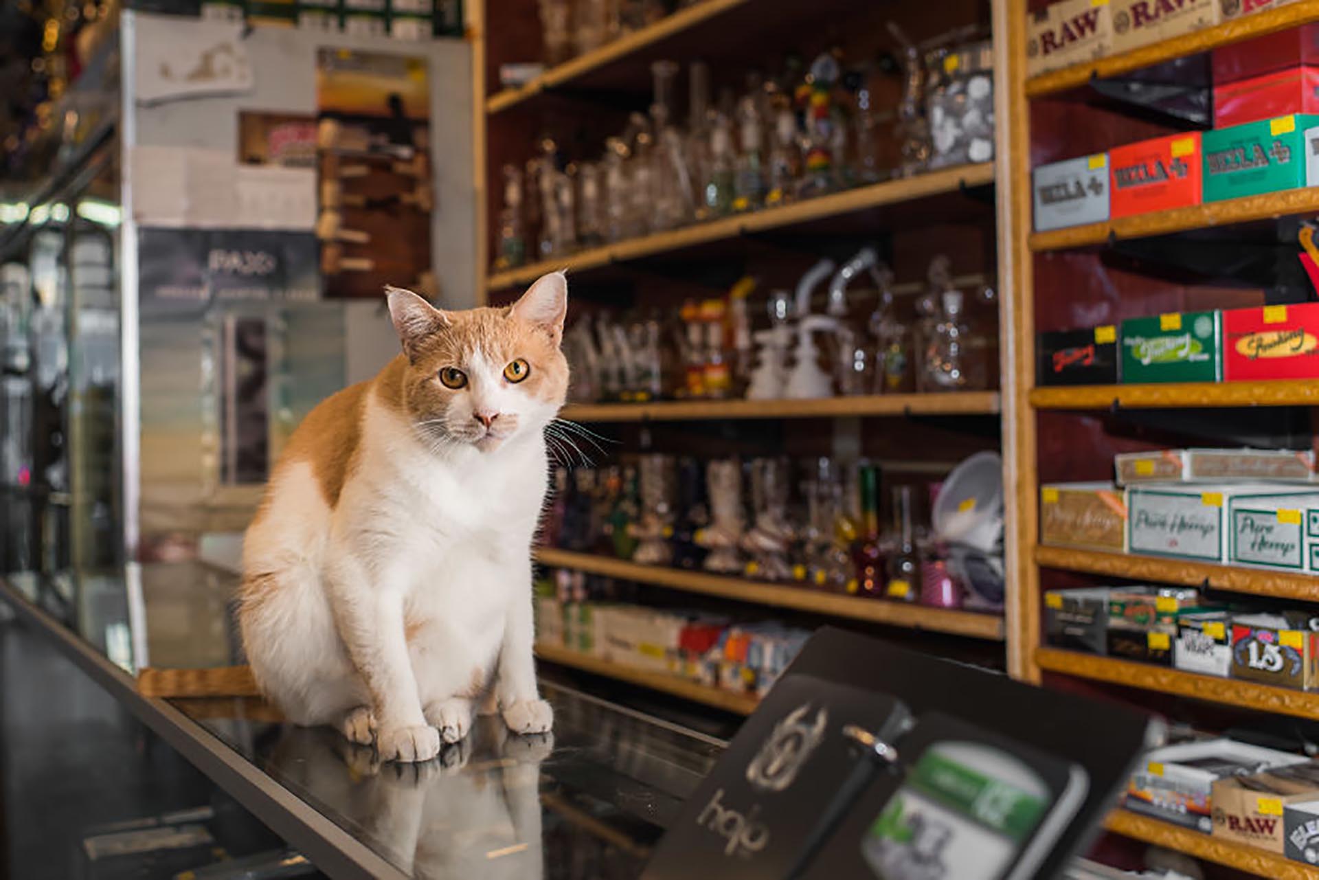 Кошка В Магазине Фото