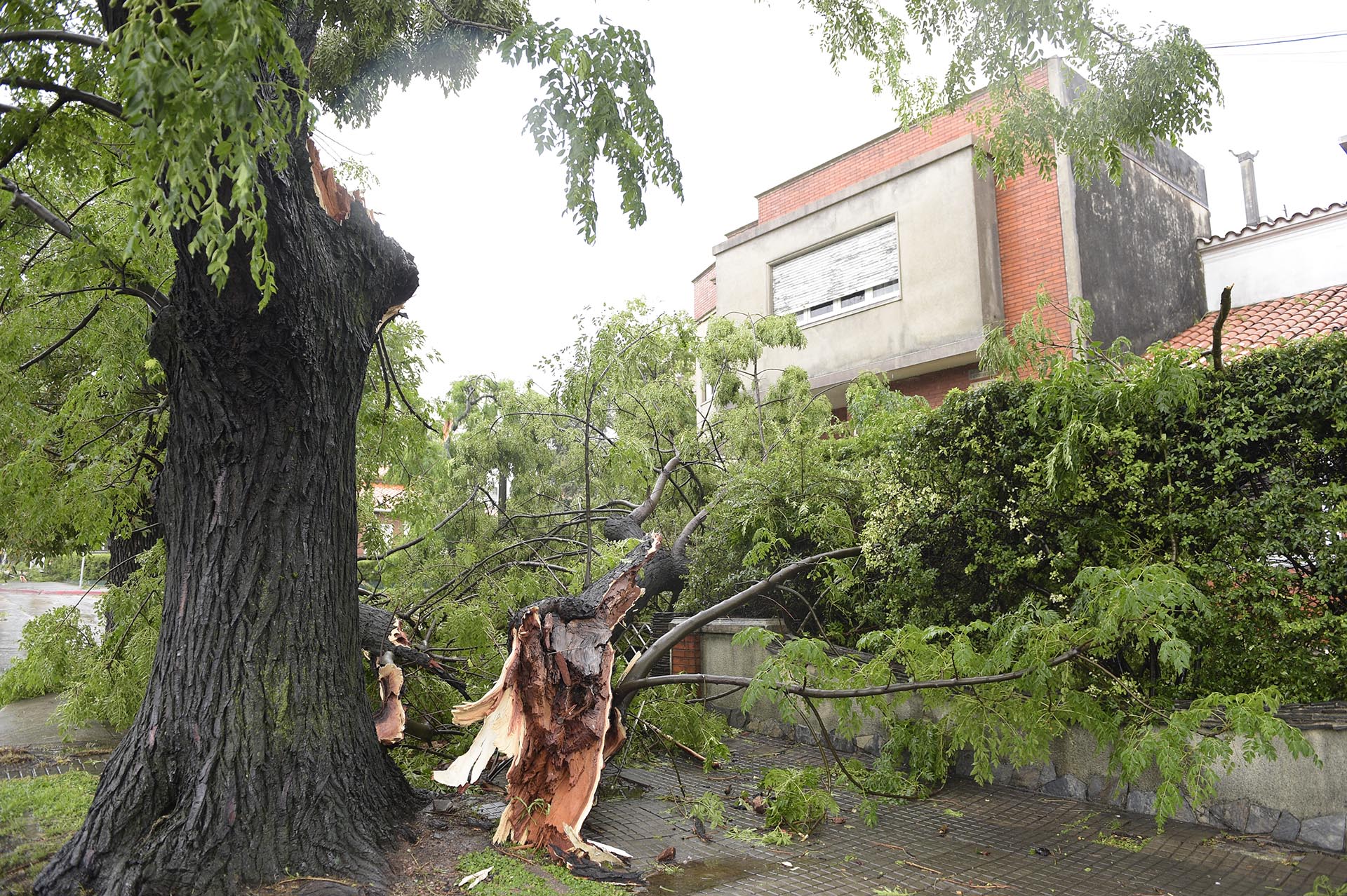 La presidente del Inumet, Madeleine Renom, afirmó hoy en una rueda de prensa que lo importante es “seguir monitoreando, pues son tormentas de desarrollo muy rápido”