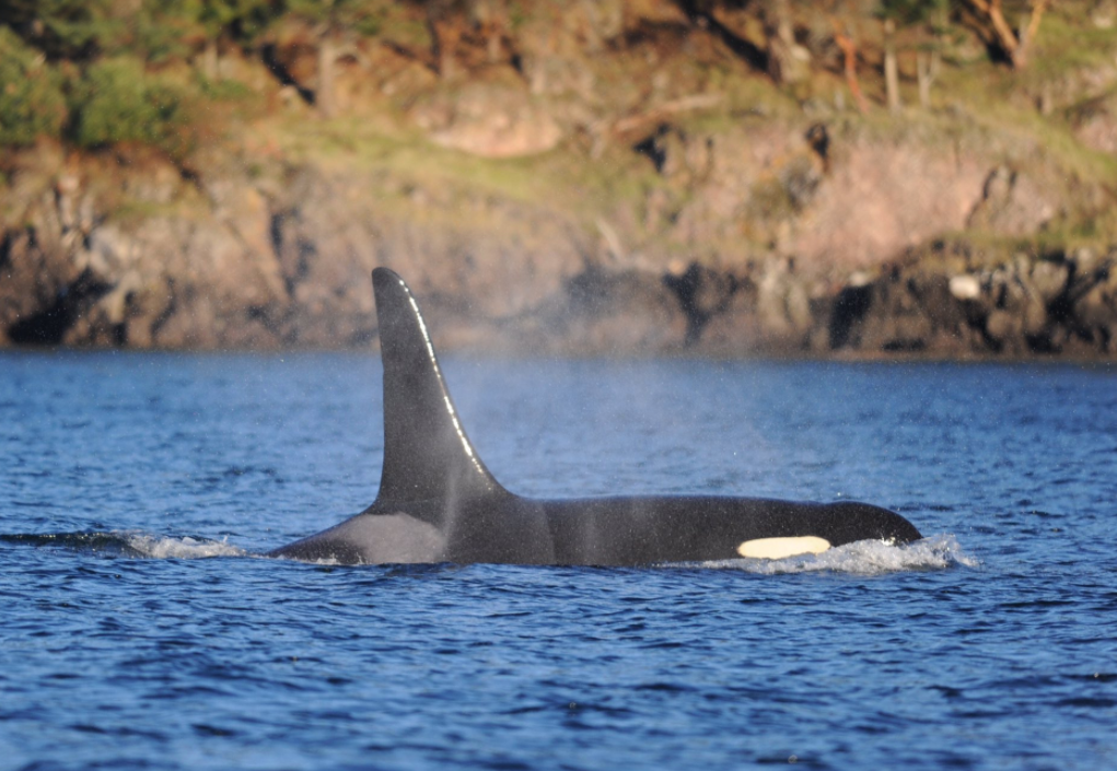 @CWROrcas