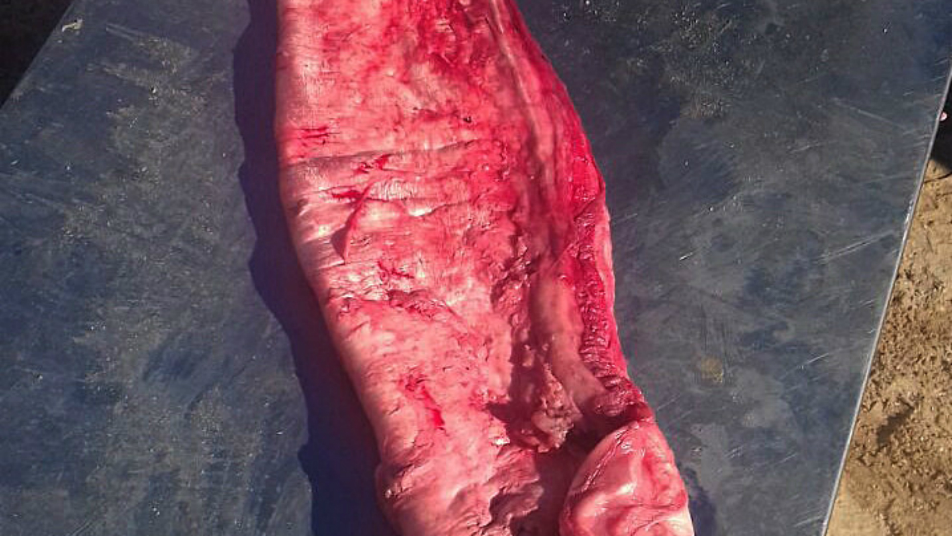 Vejiga del pez Totoaba. (EFE)