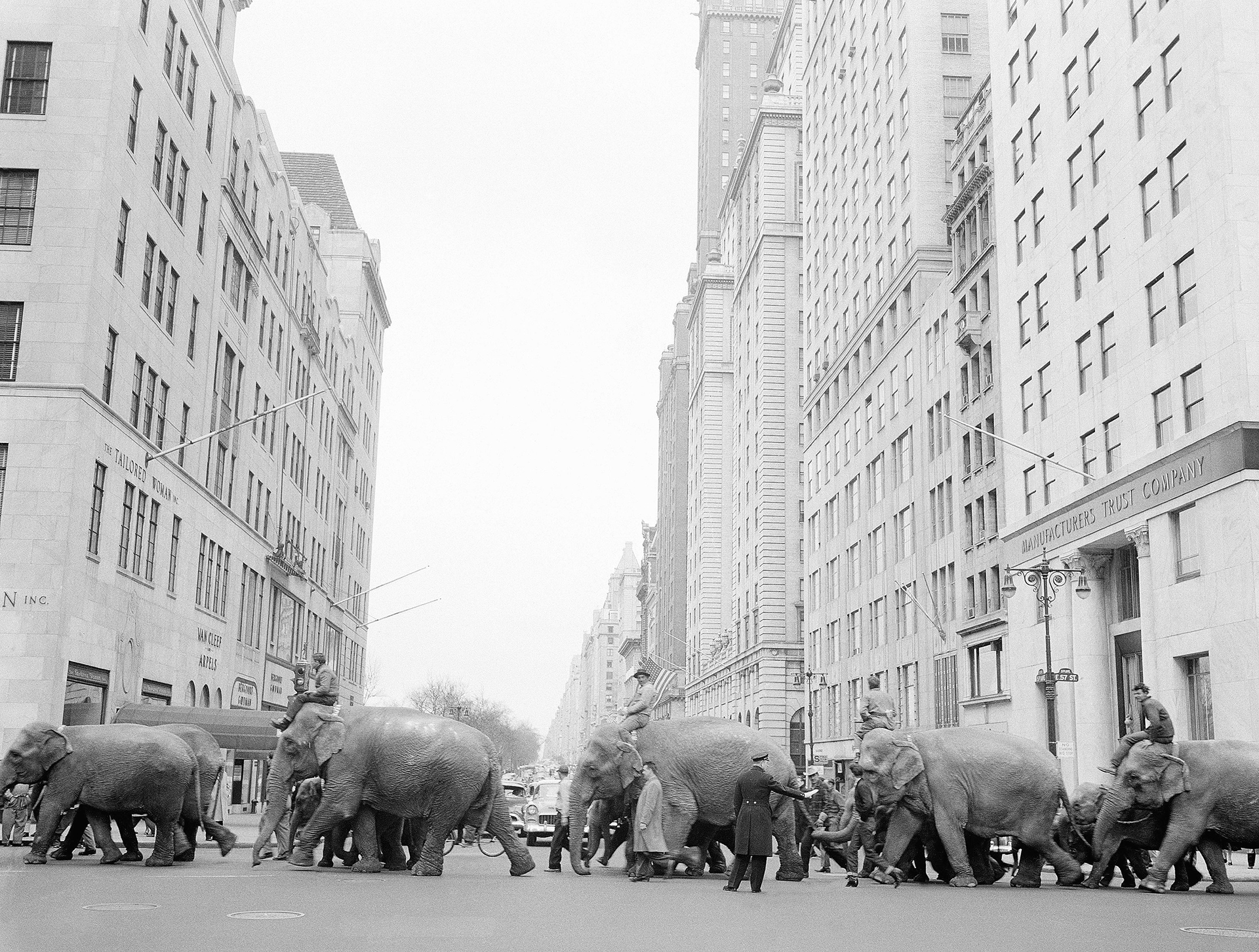 Un desfile de elefantes anuncia la llegada del Ringling Bros. and Barnum & Bailey a Nueva York en 1955(AP)