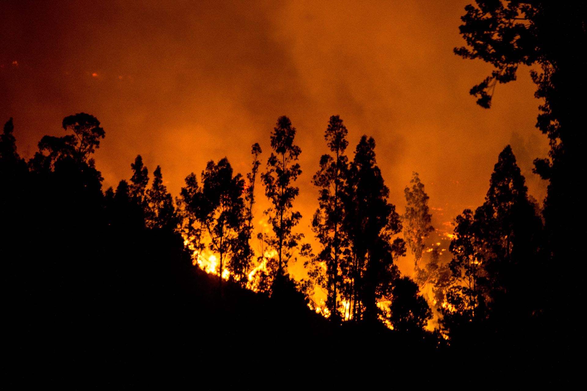 Los daños entre la fauna y la flora, en particular del bosque nativo, son también incalculables, según los expertos
