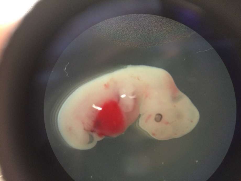 Los investigadores integran células pluripotentes de una especie, capaces de dividirse, especializarse y generar tejidos en embriones de cerdos.