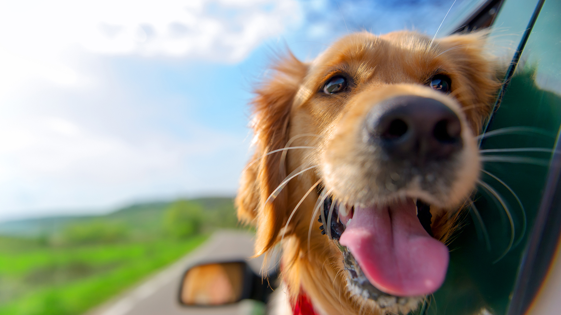 El golden retriever es el perro ideal para familias numerosas (iStock)