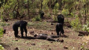 Chimpances-matan-y-se-comen-a-su-lider-3