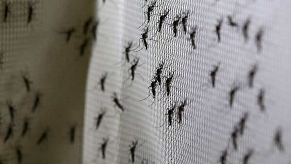 La OMS comunicó que el virus Zika se sigue propagando