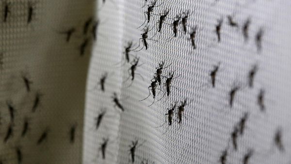 Brasil-Zika-Mosquitos-transgenicos-1920-5-1024x576