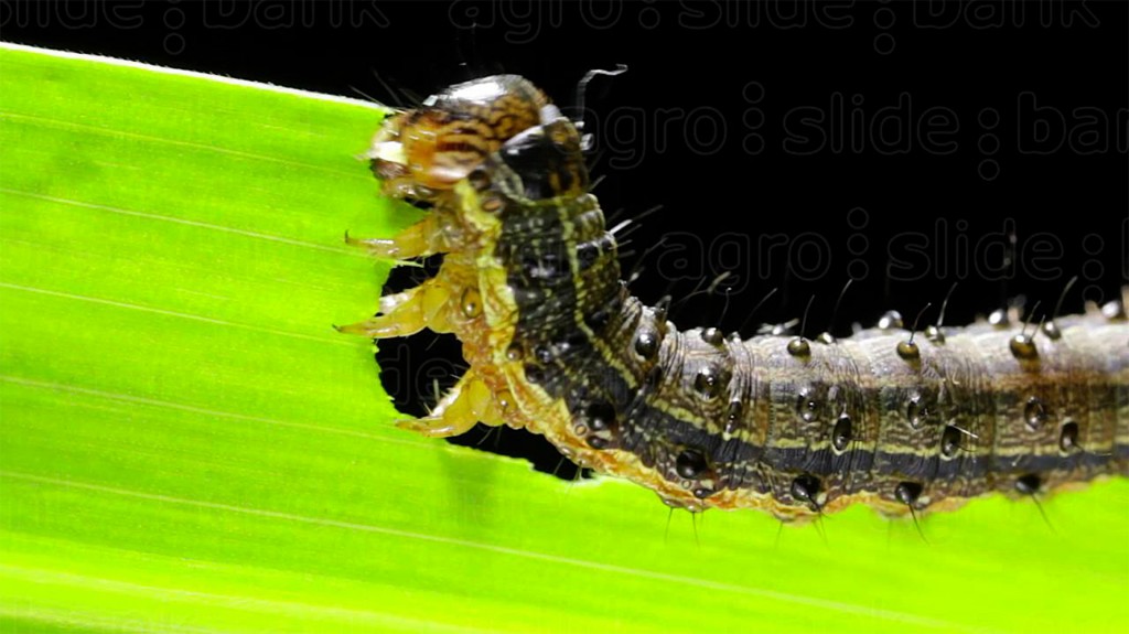 Spodoptera frugiperda 1920 3