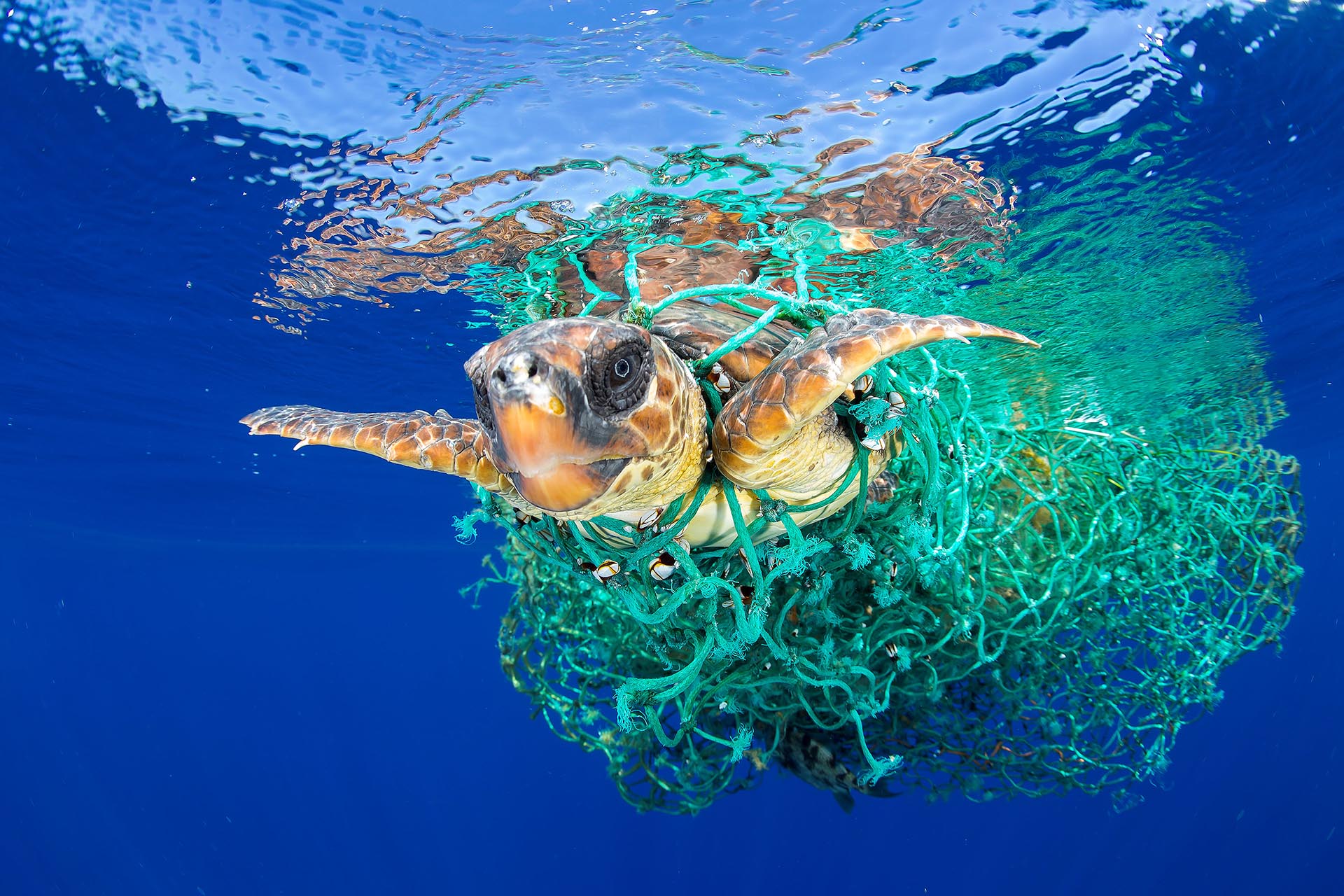 Naturaleza, primer premio. Una tortuga marina atrapada en una red pesquera en Tenerife, Islas Canarias. Francis Perez, REUTERS