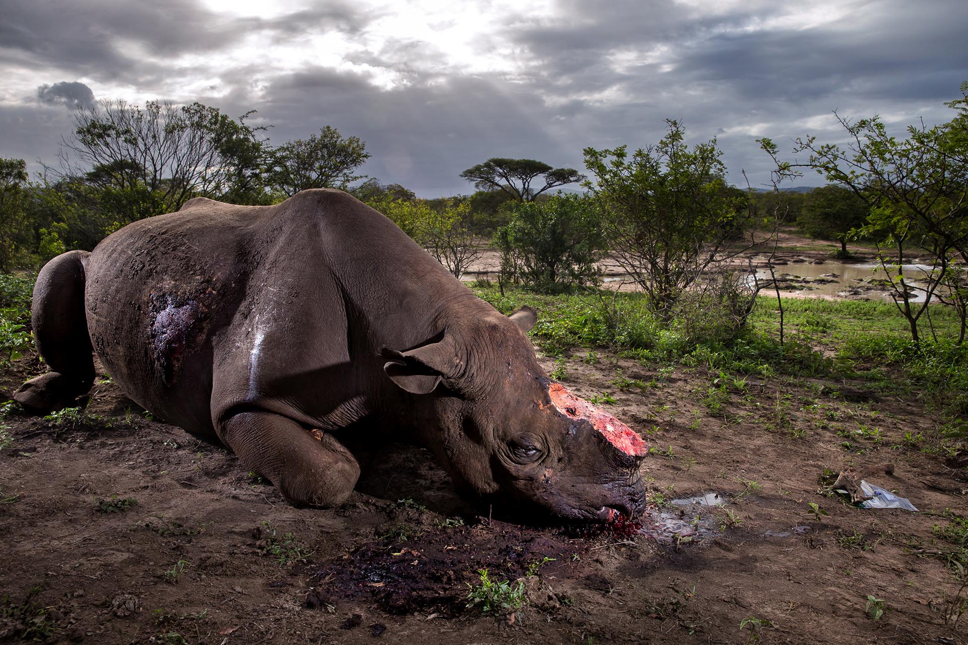 Naturaleza, primer premio. Un rinoceronte negro yace muerto en la reserva de Hluhluwe Umfolozi Game, en Sudáfrica. Brent Stirton, Getty Images para National Geographic Magazine