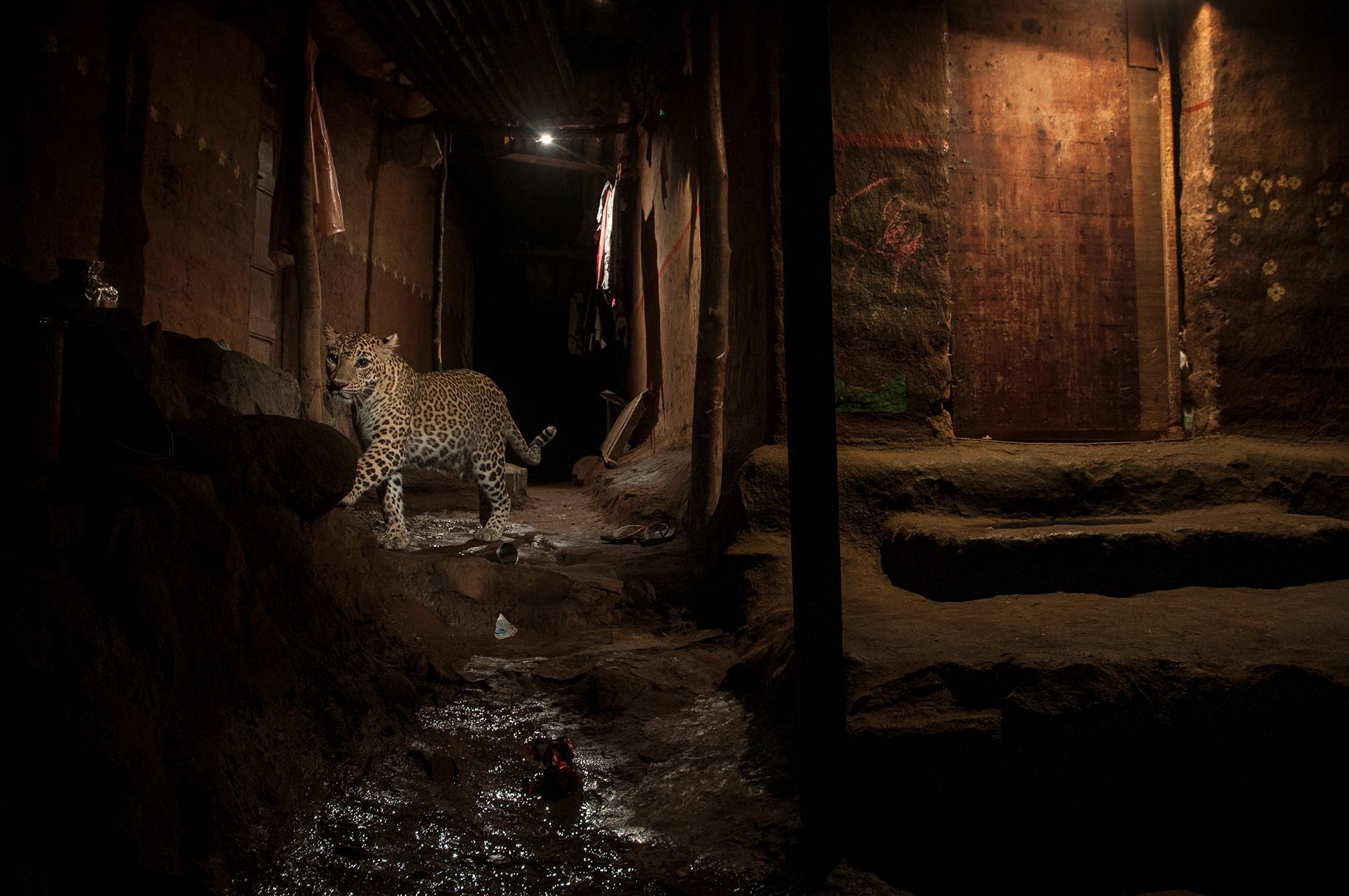 Naturaleza, segundo premio. Un leopardo salvaje en el Parque Nacional Sanjay Gandhi, en Bombai. Nayan Khanolkar, REUTERS
