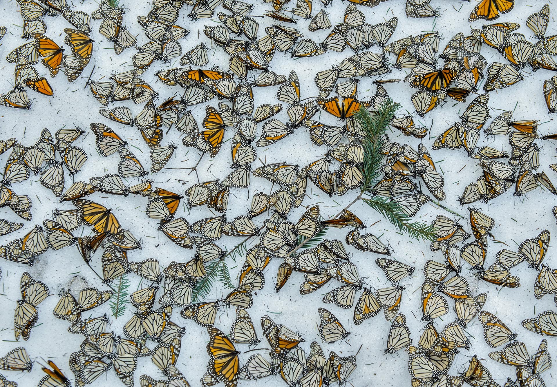 Naturaleza, tercer premio. Una alfombra de mariposas monarca cubre el suelo del Bosque de Mariposas El Rosario. Jaime Rojo, REUTERS