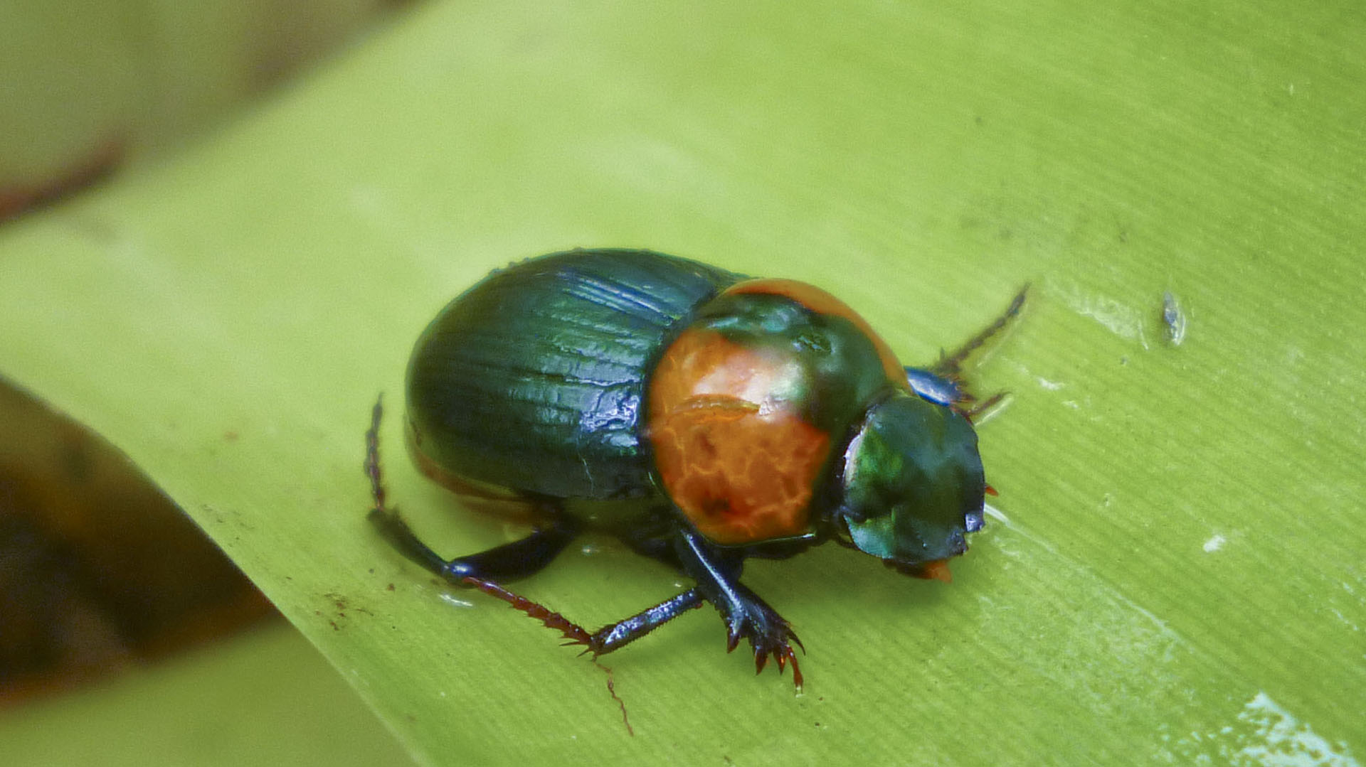 Los escarabajos estercoleros, en combinación con las bacterias del suelo, protegen la salud de los cultivos y evitan la pérdida de biodiversidad.