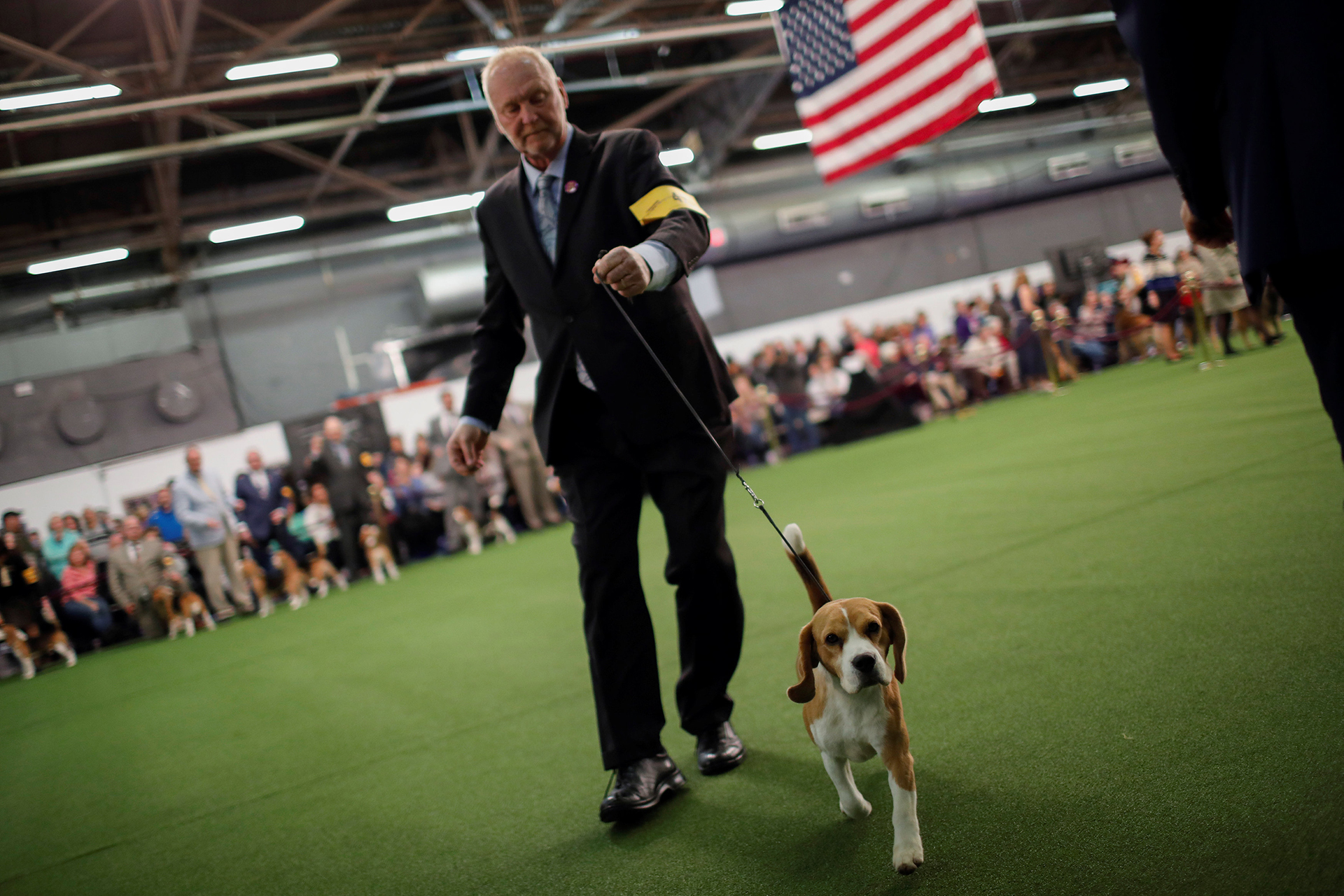Un Beagle en plena competencia