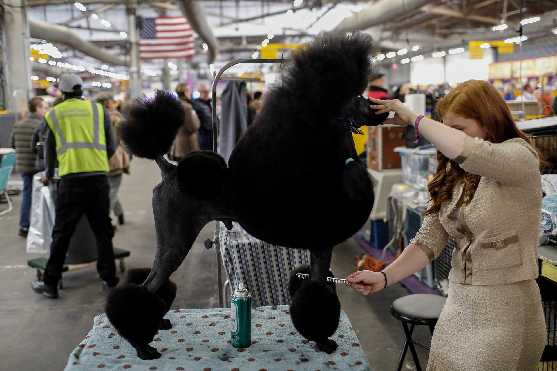 Un Poodle durante las estrictas sesiones de peinado previas a la competencia