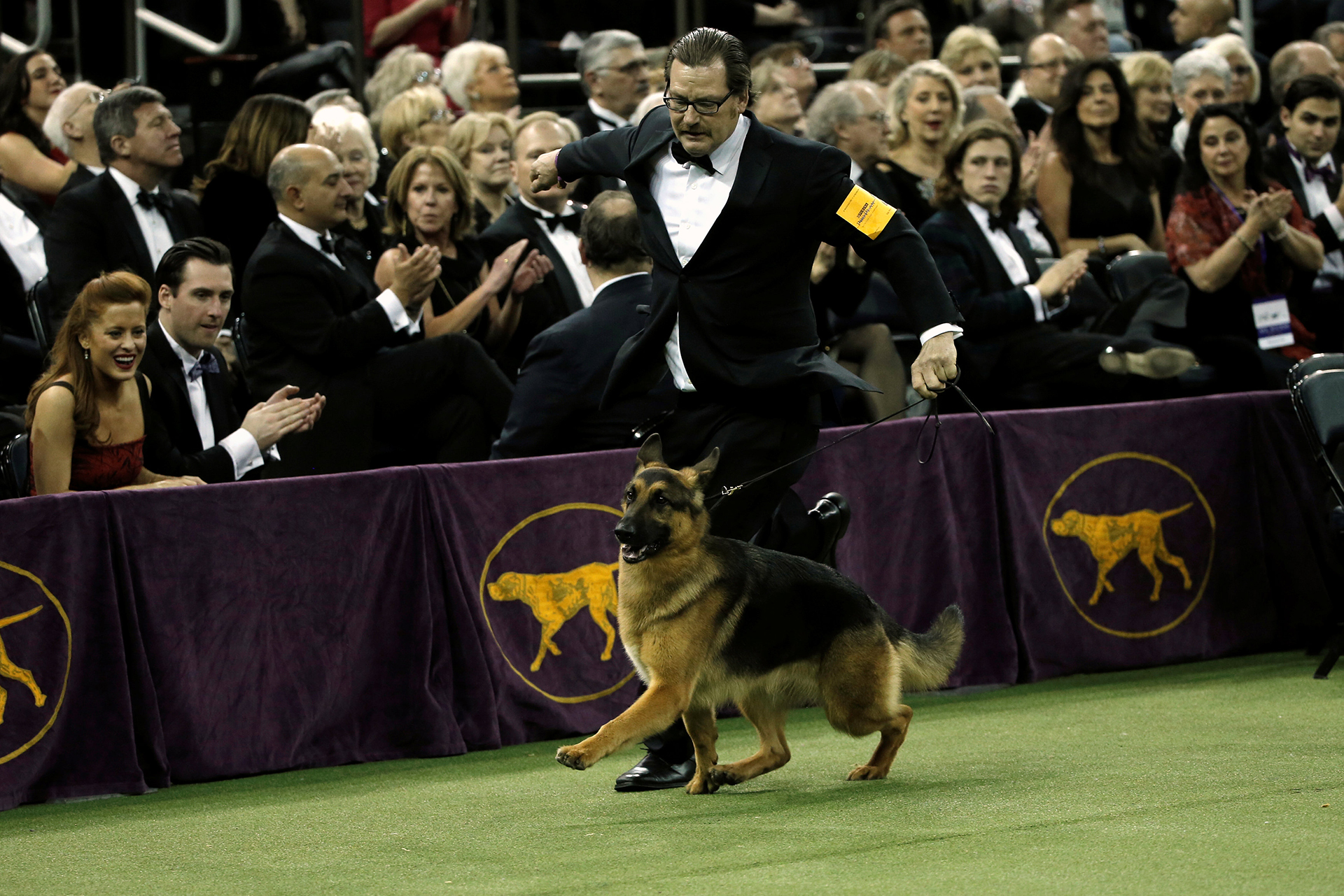 Rumor, el Ovejero Alemán ganador de la edición 141 del Westminster Kennel Club Dog Show en Nueva York
