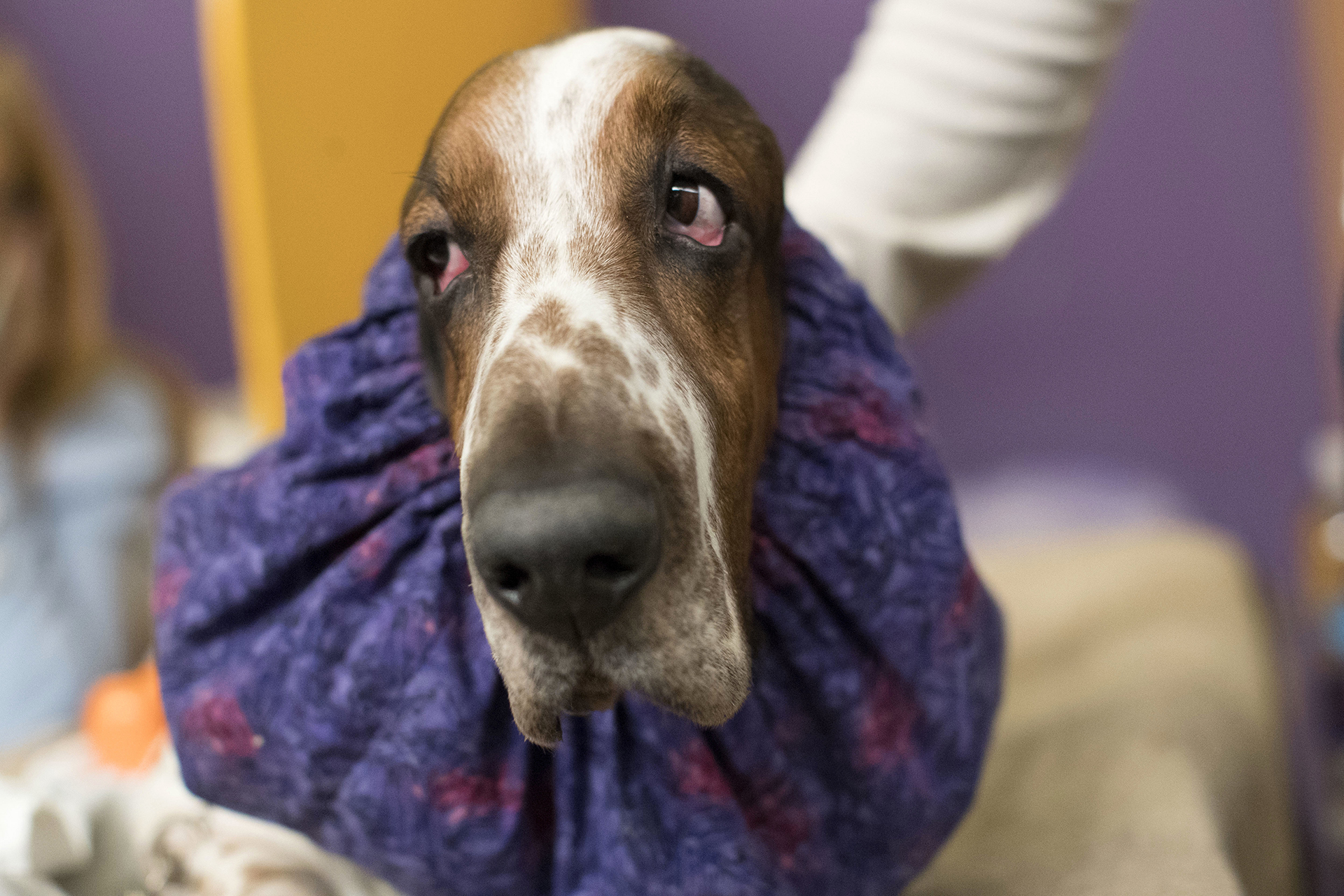 Un Basset hound, también llamado “Batata” espera su turno para competir