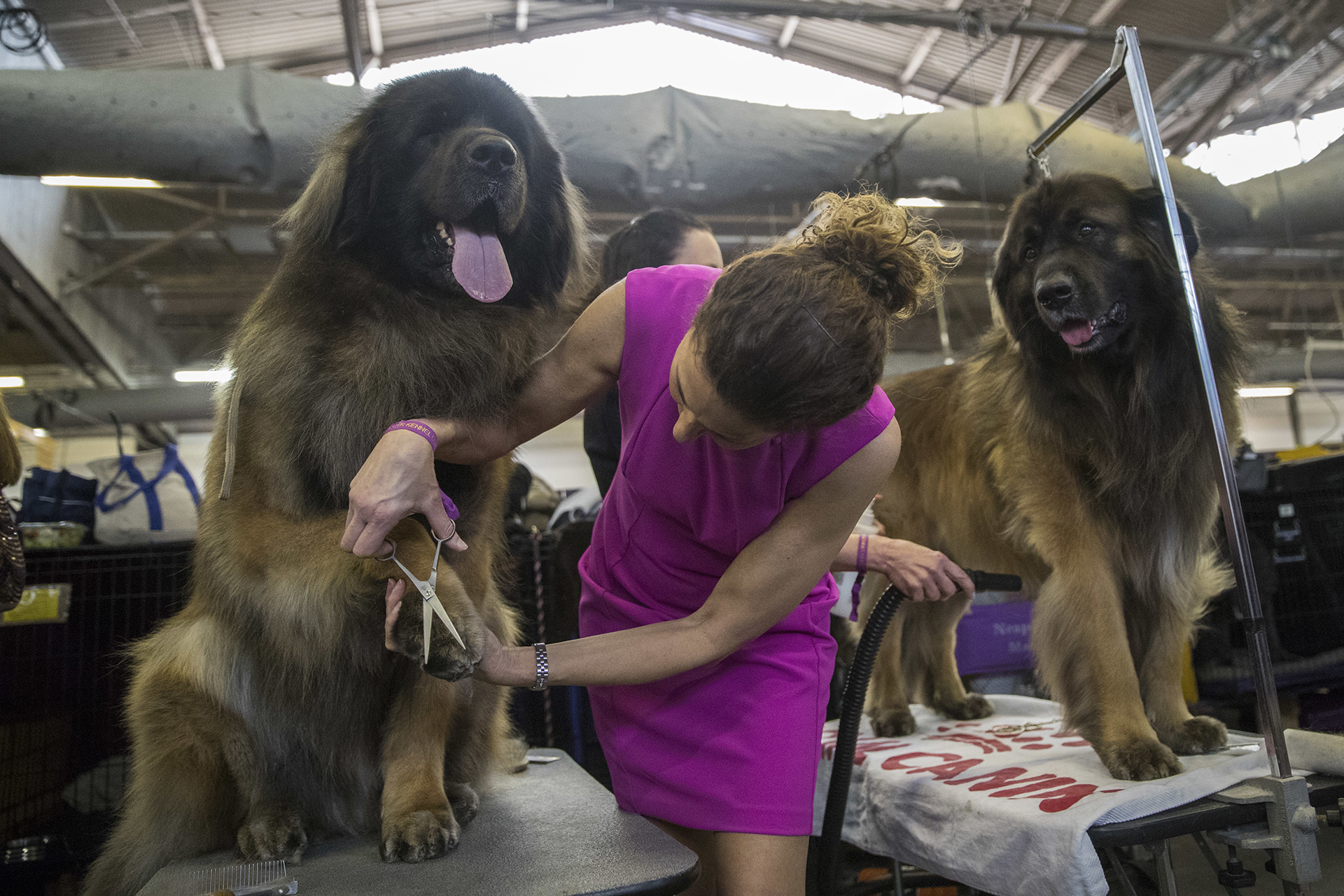 Este Leonberger se somete a cuidados de belleza previos a la competencia