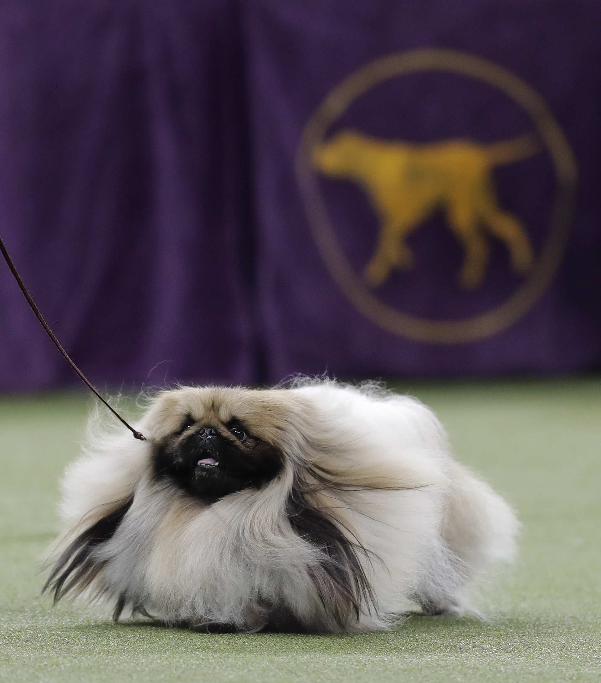 Chuckie, un Pekinés en plena competencia