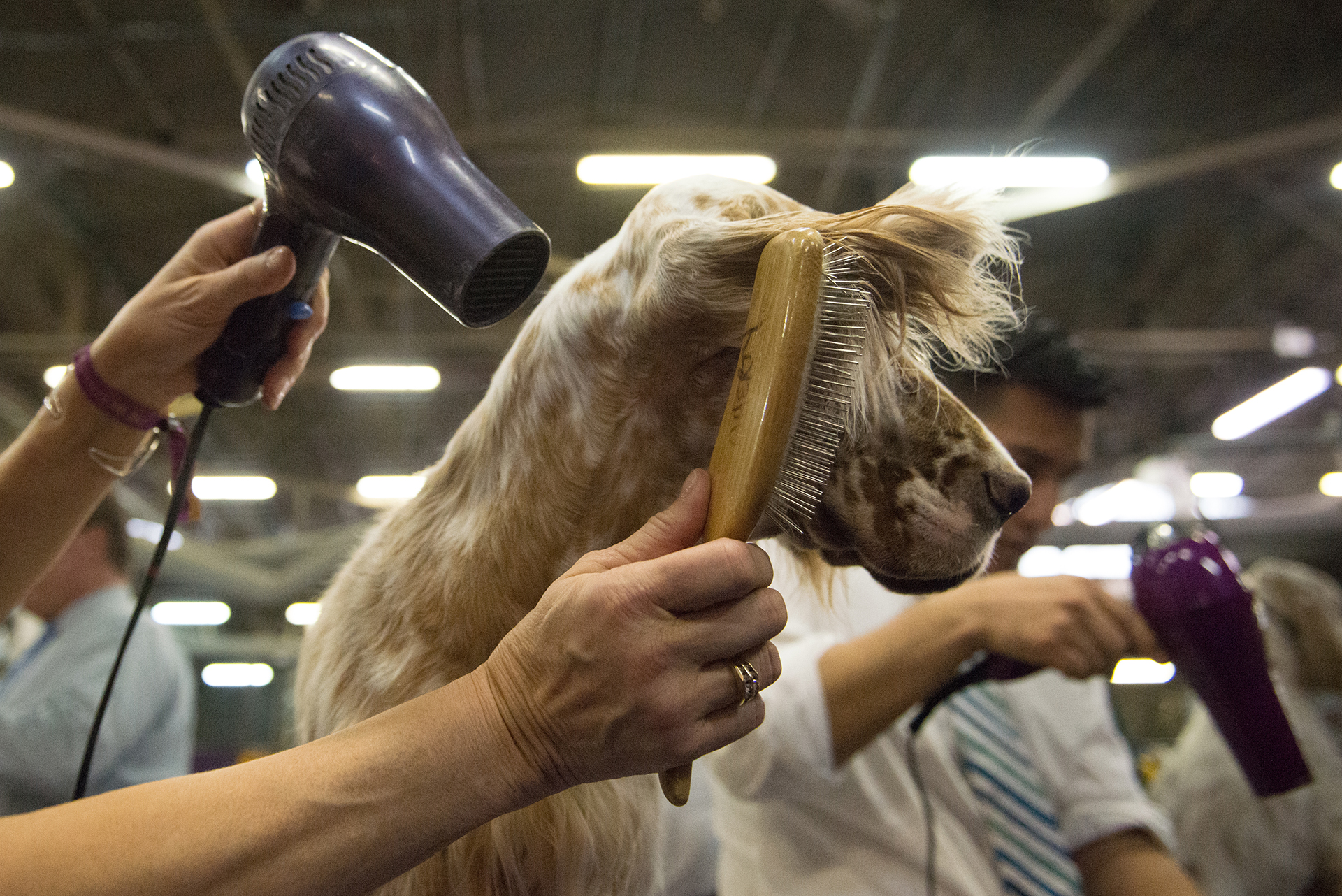 Los cuidados que afronta un English Setter