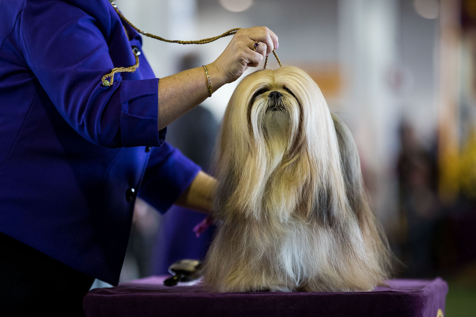 Un Lhasa Apso listo para ser exhibido