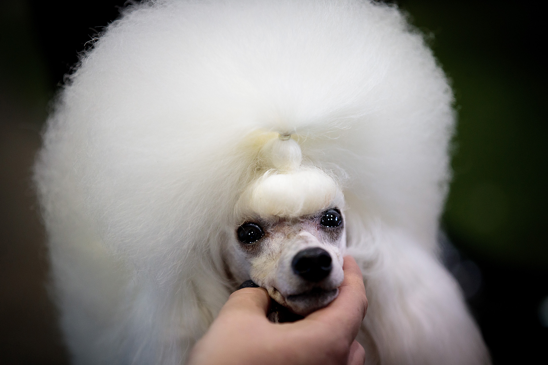 Un Caniche Toy posa para los fotógrafos