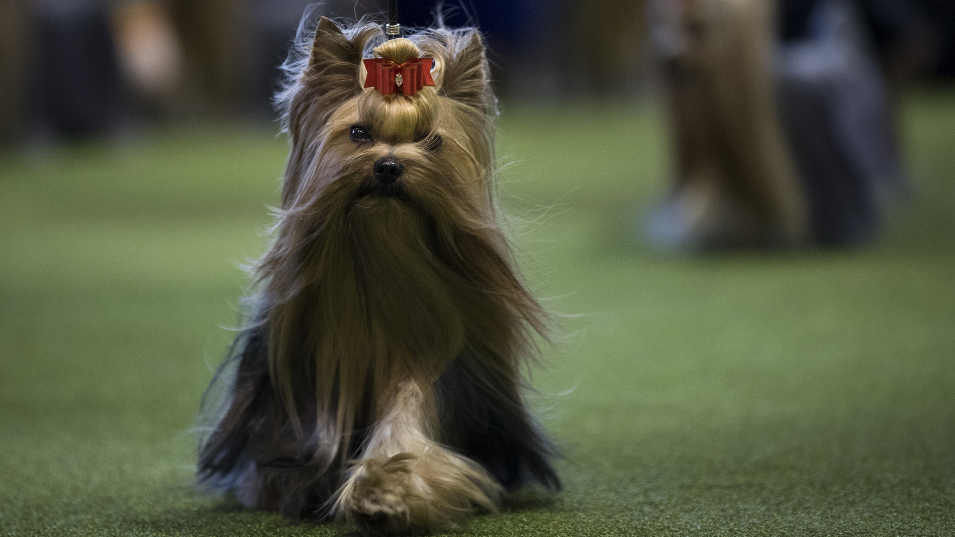 Un Yorkshire Terrier en plena competencia