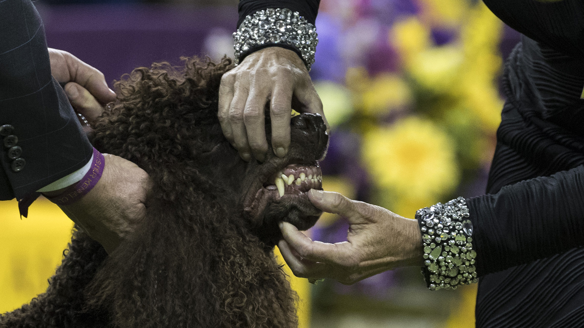 Uno de los jueces revisa el estado de la dentadura de este Irish Water Spaniel