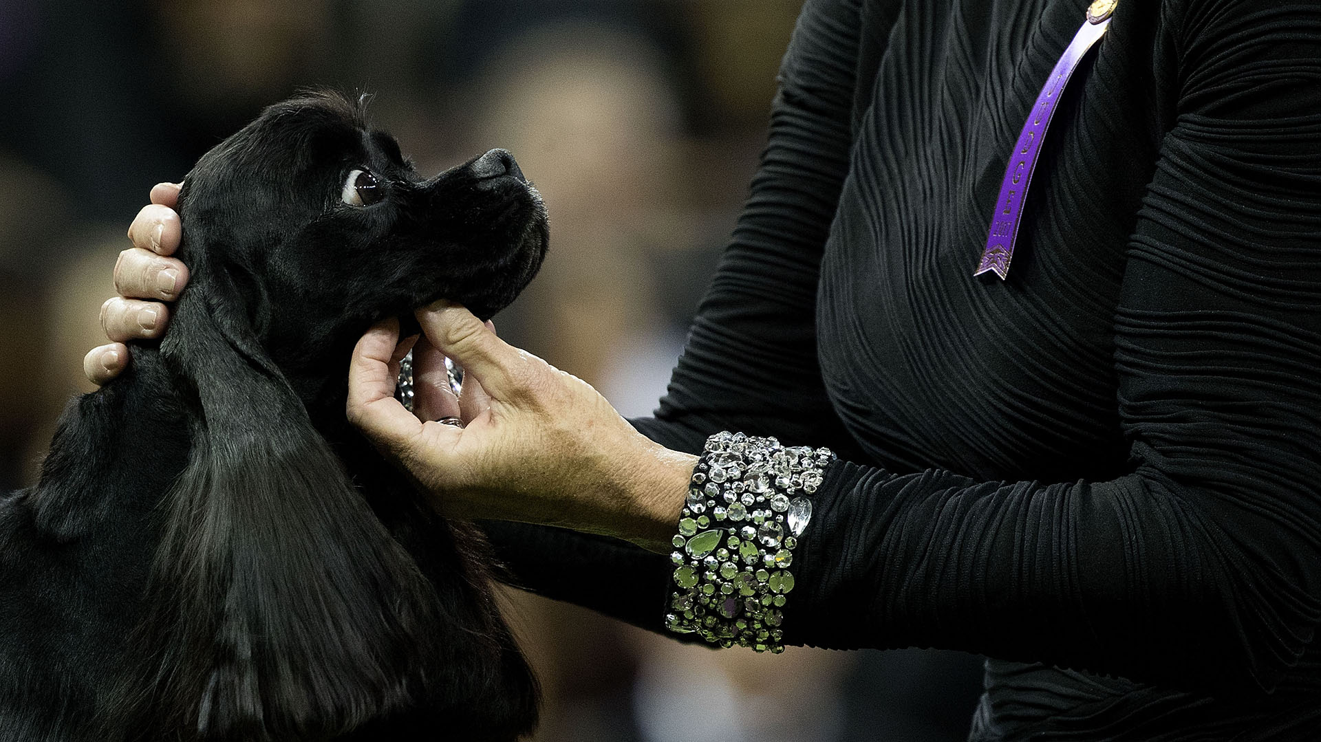Un Cocker Spaniel se prepara para competir en la categoría deportiva