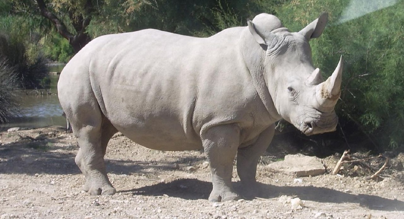 En el futuro los científicos sean capaces de reproducir a los animales artificialmente, incluso si mueren, de no ser así en la próxima década desaparecerán los rinocerontes blancos del norte