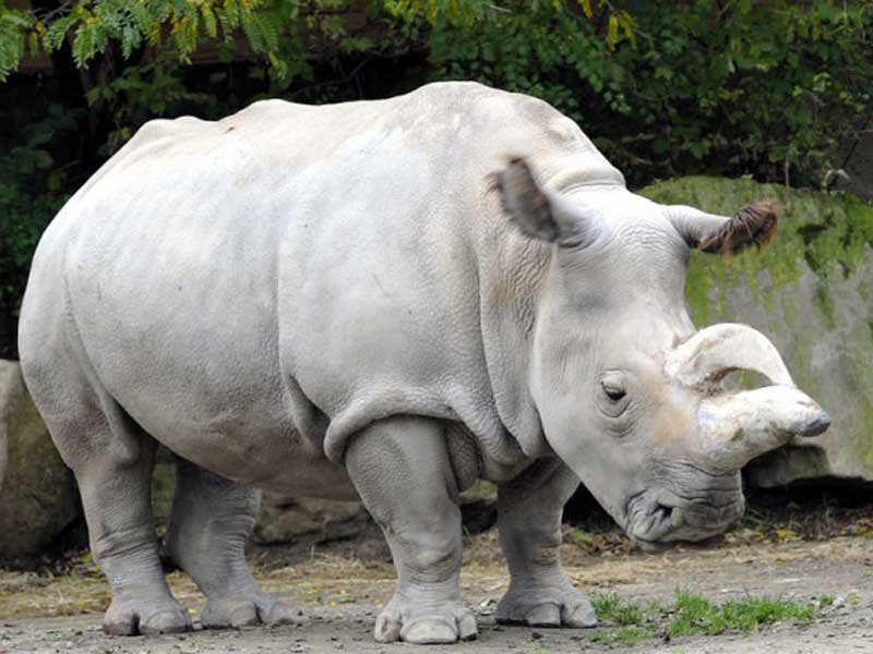 Durante años la especie ha sido arrasada por cazadores humanos y traficantes de carnes exóticas