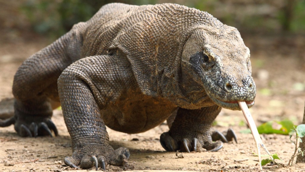 El lagarto más grande que habita el planeta caza con ayuda del veneno y las bacterias con que intoxica mortalmente a sus presas. Allí yace el secreto de su potencial antimicrobiano