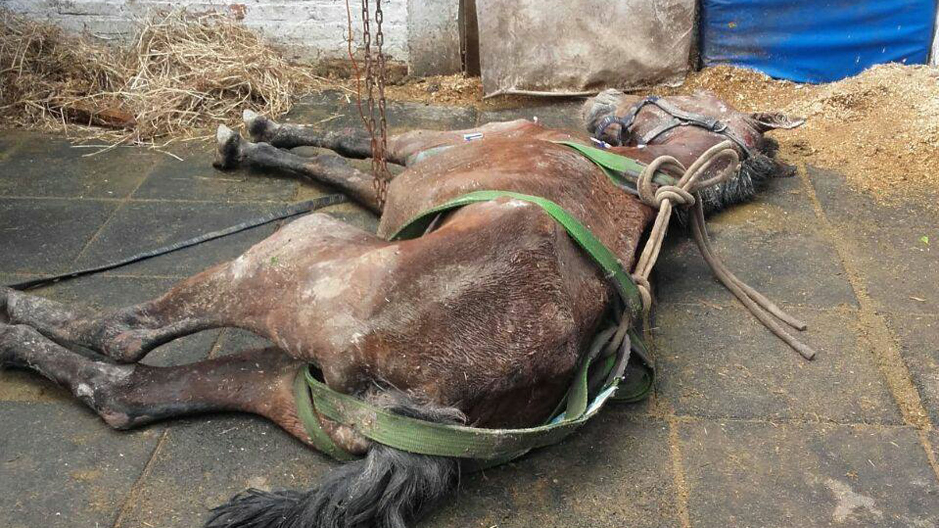 Él era Carozo, un caballo que fue rescatado de la Tracción a Sangre (TAS). Llegó exhausto y agonizante al Centro de Rescate Equino (CRRE), donde murió a los tres días como consecuencia de tantos años de explotación (CRRE)