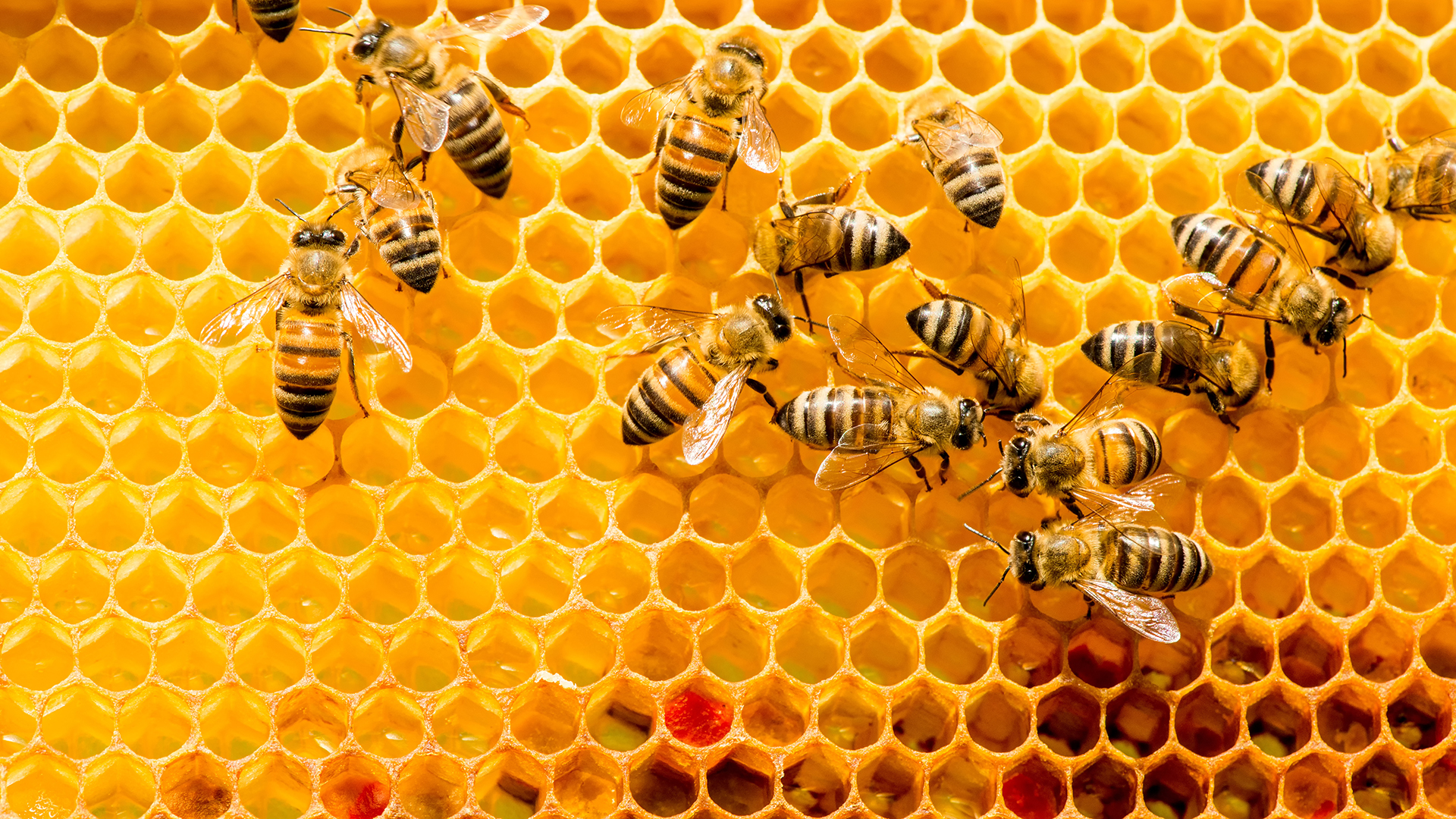 Las muchas propiedades del producto que las abejas producen (iStock)