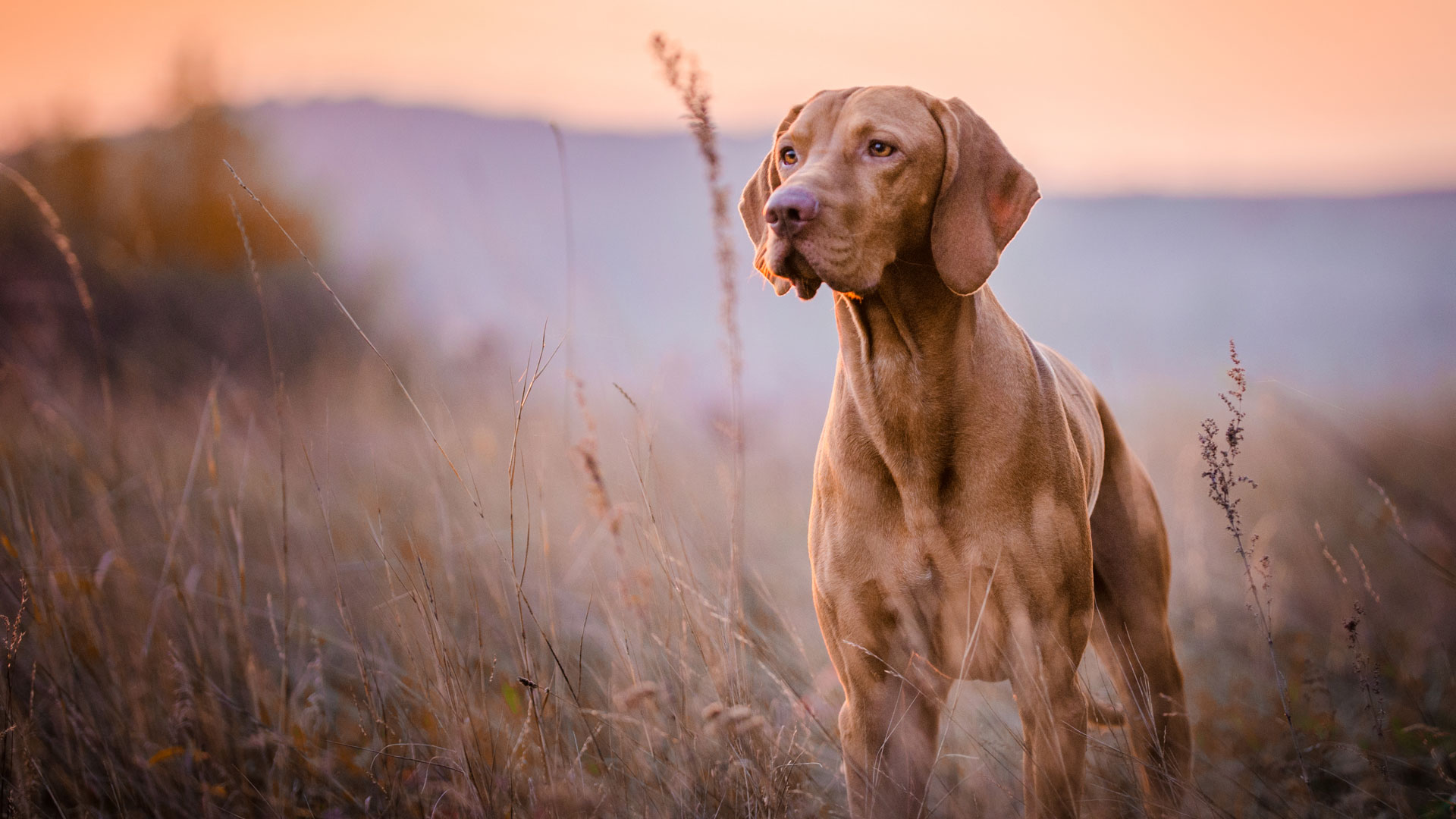 Los expertos todavía debaten a través de qué sentido los perros son conscientes de sí mismos (iStock)